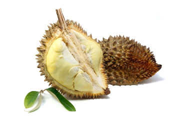 Obraz premium Yellow flesh of Durian and Durian leaf isolated on white background, king of fruits in southeast Asia. The durian is distinctive for its large size, strong odour, and formidable thorn-covered rind.