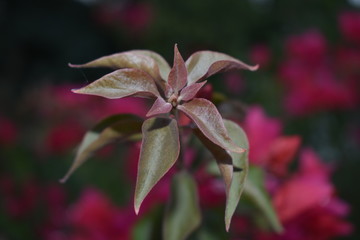 nature in thar desert rajasthan india