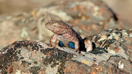 Macro blue Sagebrush Lizard Steens Mountain Near Malheur Wildlife Refuge 9