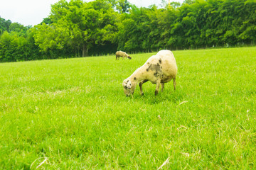 Obraz na płótnie Canvas Sheep on grasslands.