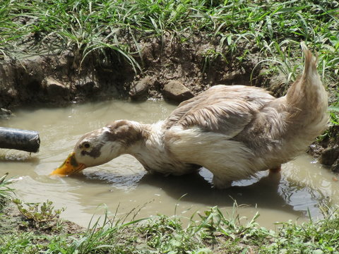 Un Pato disfrutando el domingo
