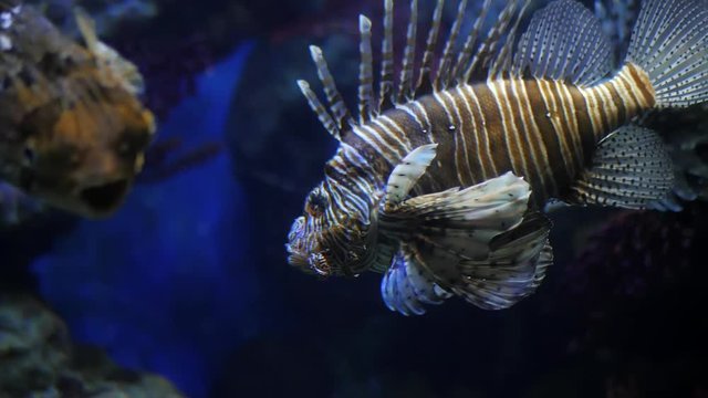 Very curious Common Lionfish coming very close to investigate the camera. Devil firefish Pterois miles on a background of a coral reef. in aquarium. Slow motion.
