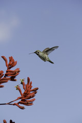 Little Bird Feeding