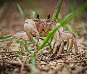 crab