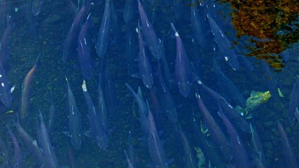 Spawning above aerial Columbia River Gorge Oregon Salmon Run 84