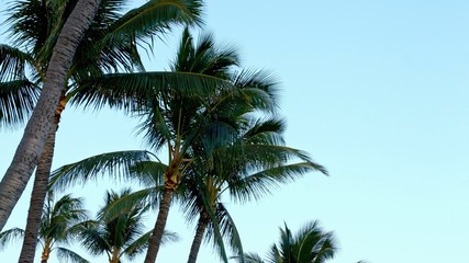 Obraz na płótnie Canvas Sunset Palm Trees Kauai Hawaii