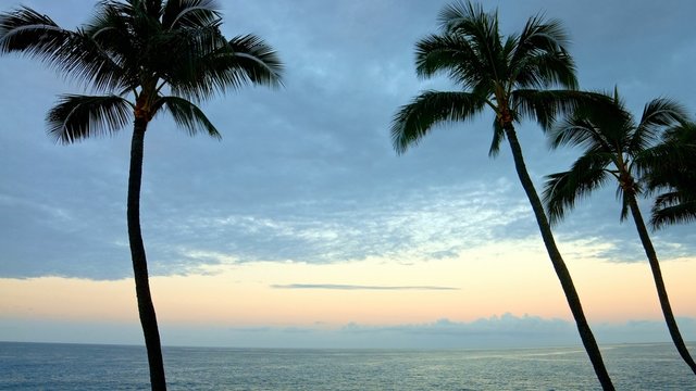 Sunset Palm Trees Ocean Kauai Hawaii