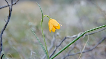 Yellow bell flower wildflower Spring Sutton Mountain John Day Great Basin High Desert Columbia Plateau