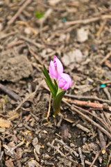 Pink crocus flower on early spring