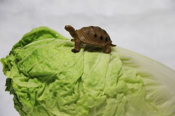 Obraz premium Small plastic turtle on the Chinese cabbage and white background. napa cabbage is the plant grows to an oblong shaped head consisting of tightly arranged crinkly.
