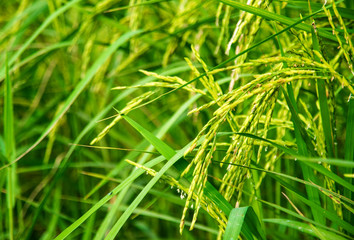 Green rice fields growing with soft light windy season

