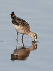 Wood sandpiper (Tringa glareola)