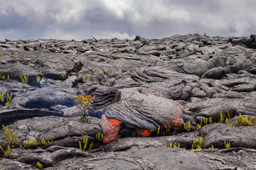 Perfect Ohia Lehua flower defies lava