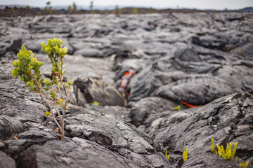 Bokeh lava behind native flora