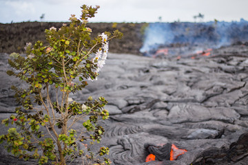 Lei flower Ohia Lehua sacrifice to Pele