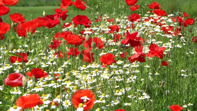 Red poppies and chamomile bloom in a spring field and blow in the wind. Slow motion