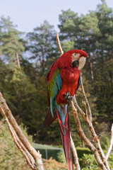 Colorful parrot on a dead branch