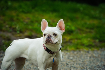 White French Bulldog outdoor portrait