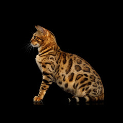 Gold Bengal Cat Sitting on isolated Black Background, side view