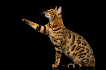 Gold Bengal Cat Sitting and raising paw isolated Black Background, side view