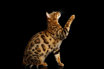 Gold Bengal Cat Sitting and raising paw isolated Black Background, side view