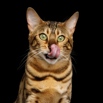 Portrait of Liked Bengal Cat isolated Black Background, front view