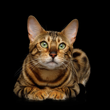 Cute Gold Bengal Cat Lying on isolated Black Background, front view
