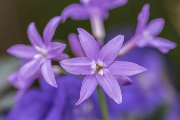 Scilla Flower