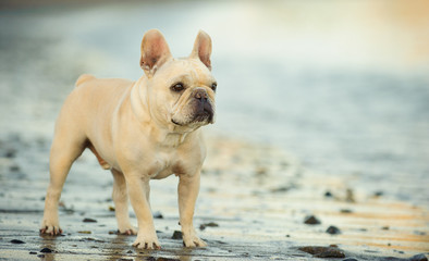 Cream French Bulldog standing on rocky wet beach