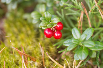 Red berry of cowberry