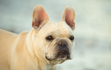 Close-up French Bulldog portrait