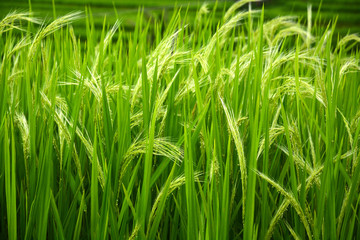 Closeup view of Paddy fields in Bali Island, Indonesia