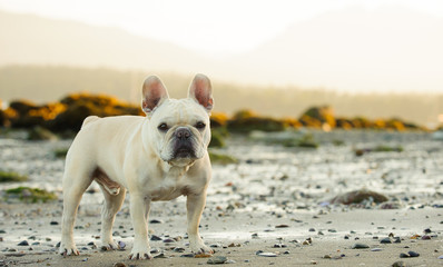 Cream French Bulldog standing on rocky beach