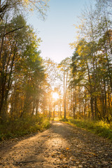 The sun sets over the forest road autumn
