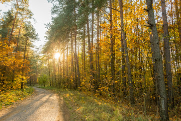 Sunset over the trees in the forest. Road