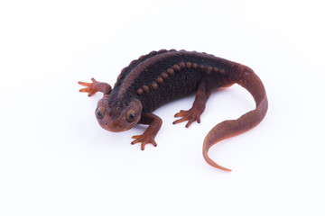 Salamander (Himalayan Newt) on white background and Living On the high mountains at doiinthanon national park,Thailand