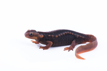 Salamander (Himalayan Newt) on white background and Living On the high mountains at doiinthanon national park,Thailand