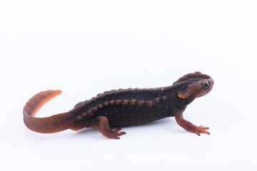 Salamander (Himalayan Newt) on white background and Living On the high mountains at doiinthanon national park,Thailand