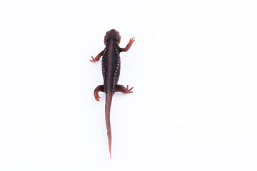 Salamander (Himalayan Newt) on white background and Living On the high mountains at doiinthanon national park,Thailand