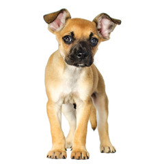 Puppy half-breed of boxer and bulldog stands isolated on white background
