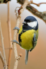 Fototapeta premium Kohlmeise