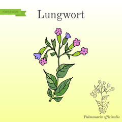 Lungwort Pulmonaria officinalis - medicinal and honey plant