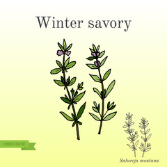 Aromatic herb winter savory