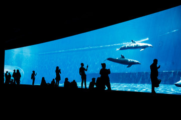 Fototapeta premium Ludzie oglądający delfiny w niebieskim akwarium