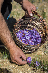 Worker gathering saffron flowers during saffron harvesting season