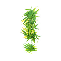 Exclamation mark  made from green cannabis leaves on a white background. Isolated