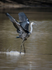 White Necked Herron