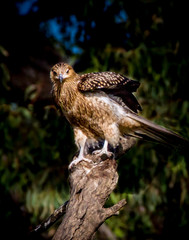 Juvenile Whistling Kite.