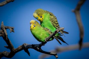 Nature taking its course in Mungeranie  © Graham
