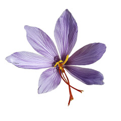 Fototapeta na wymiar Saffron flower isolated on white background.